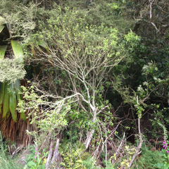Melicytus lanceolatus