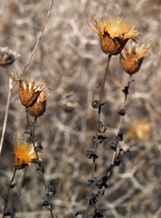 Klasea cerinthifolia