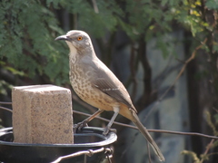 Toxostoma curvirostre