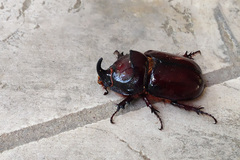 Oryctes nasicornis corniculatus