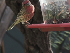 Haemorhous mexicanus