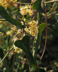 Smilax aspera