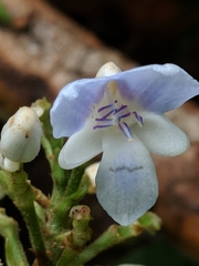 Dichorisandra villosula