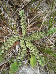 Sonchus novae-zelandiae
