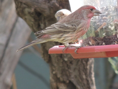 Haemorhous mexicanus