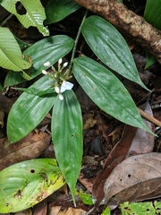 Dichorisandra villosula