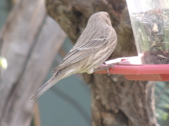 Haemorhous mexicanus