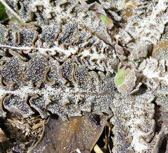 Sonchus novae-zelandiae