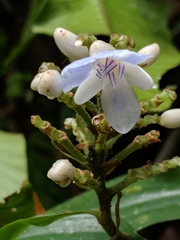 Dichorisandra villosula