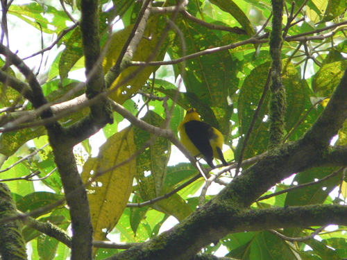 Chrysothlypis chrysomelas