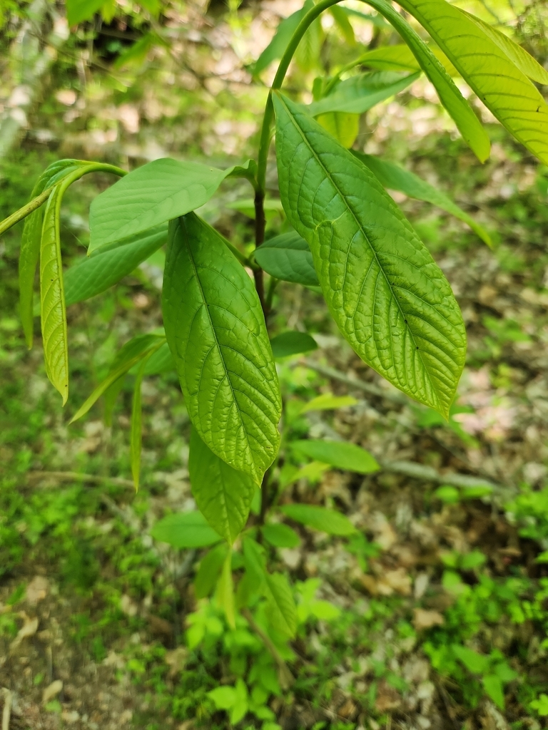 common pawpaw from Morgantown on May 6, 2023 at 12:51 PM by H. Klandorf ...