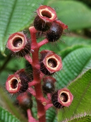Miconia tococa