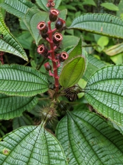 Miconia tococa