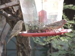 Haemorhous mexicanus