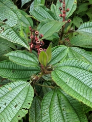 Miconia tococa