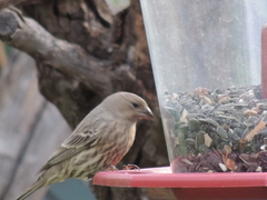 Haemorhous mexicanus