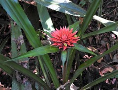 Aechmea magdalenae image