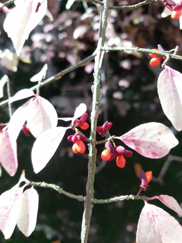 Flügel-Spindelstrauch (Euonymus alatus): Herkunft und Verwendung — Foto 1