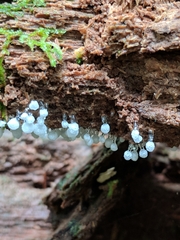 Ceratiomyxa morchella