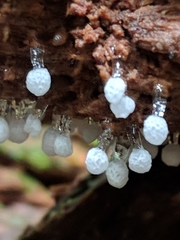 Ceratiomyxa morchella