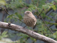 Haemorhous mexicanus