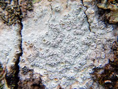 Lecanora caesiorubella