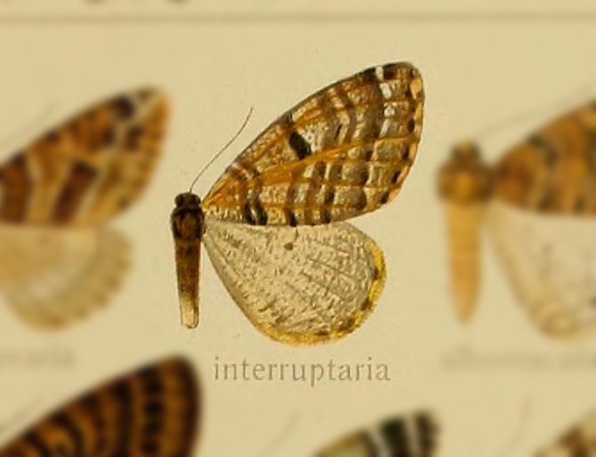 Arichanna interruptaria