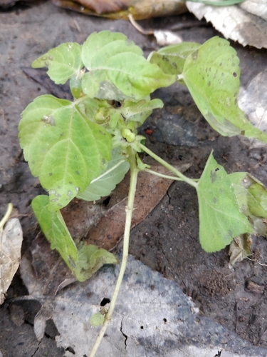Image of Acalypha deamii by (c) Jeff D Hansen, some rights reserved (CC BY)
