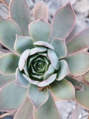 Aeonium percarneum image