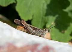 Chorthippus maritimus maritimus