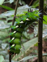 Procitheronia fenestrata