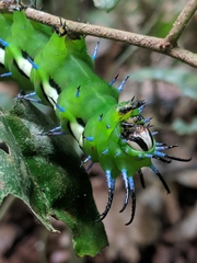 Procitheronia fenestrata