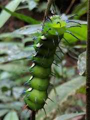 Procitheronia fenestrata