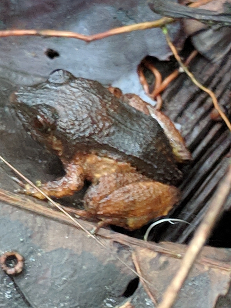 Cuyuja Robber Frog