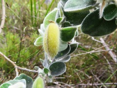 Podalyria hirsuta