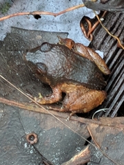 Niceforonia elassodiscus