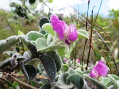 Podalyria hirsuta