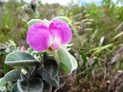 Podalyria hirsuta