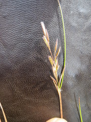 Rytidosperma thomsonii