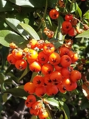 Pyracantha coccinea