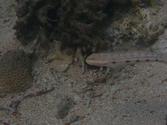 Valenciennea longipinnis