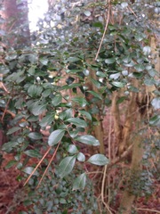 Azara microphylla