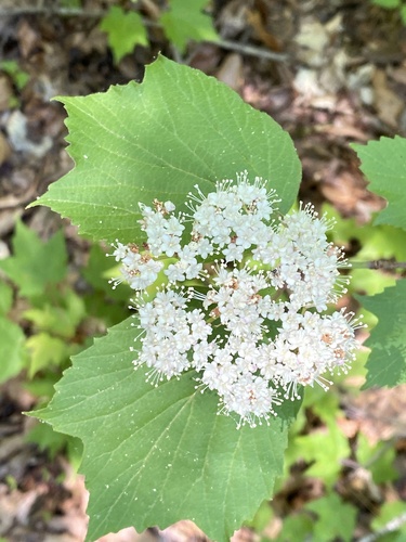 Mapleleaf viburnum (Viburnum acerifolium)