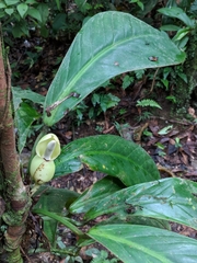 Philodendron wittianum