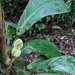 Philodendron wittianum - Photo (c) Mike Tidwell, some rights reserved (CC BY-NC), uploaded by Mike Tidwell