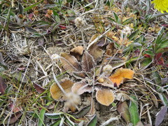 Plantago spathulata spathulata