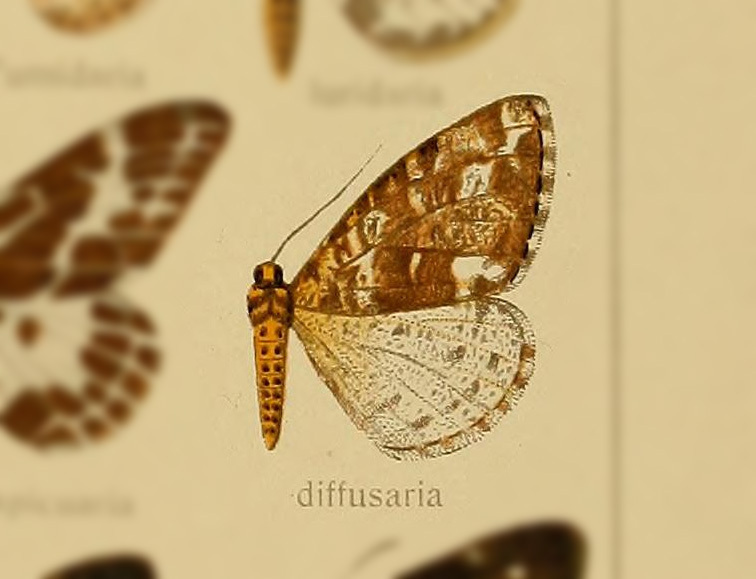 Arichanna diffusaria