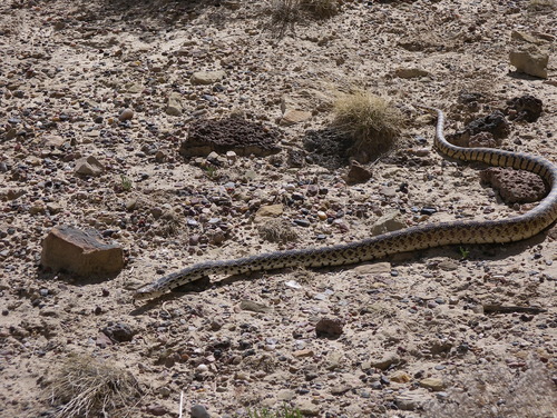 Photo of a Bullsnake (Pituophis catenifer)