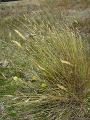 Festuca novae-zelandiae