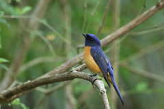 Vivid Niltava photo 5